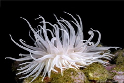 Non-retactile anemone from the fiords of Chilean Patagonia. by Thomas Heran 